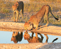 Central Kalahari