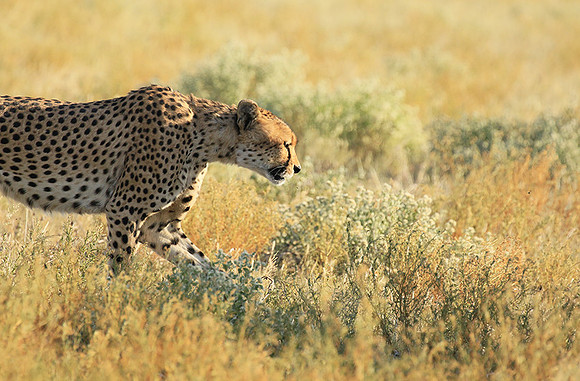 Central Kalahari