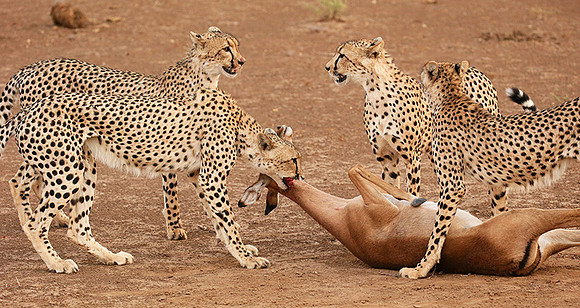 Mashatu game reserve : learning to kill