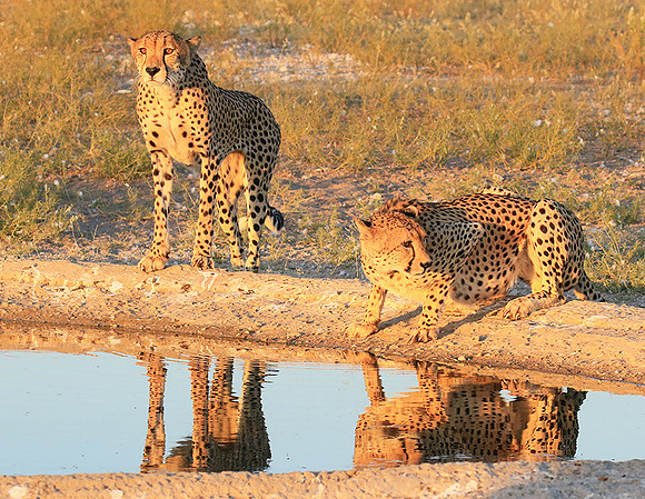 Central Kalahari