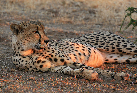 Mashatu game reserve