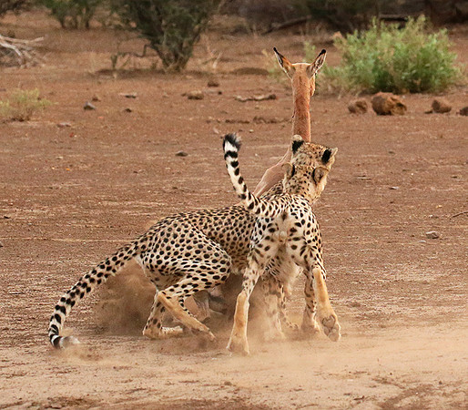 Mashatu game reserve : learning to kill