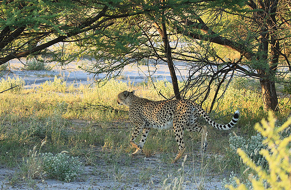 Central Kalahari