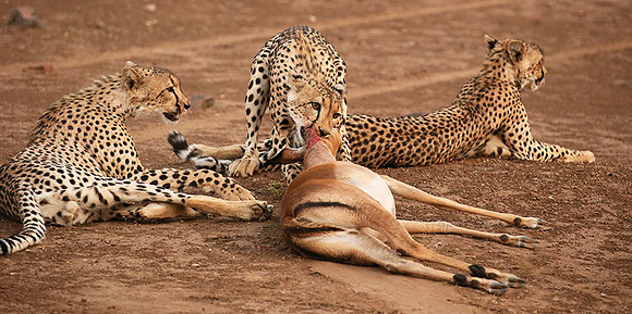 Mashatu game reserve : learning to kill