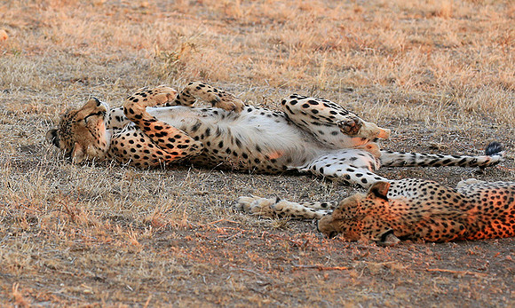 Mashatu game reserve