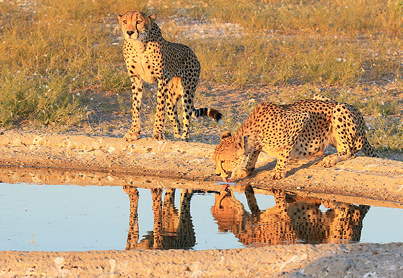 Central Kalahari