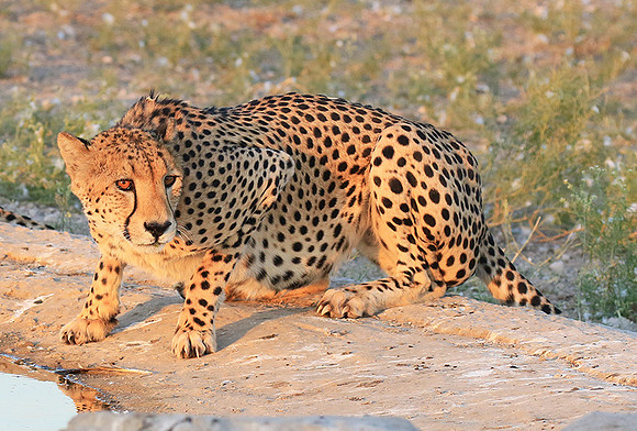 Central Kalahari
