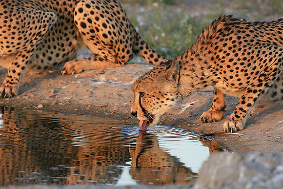 Central Kalahari