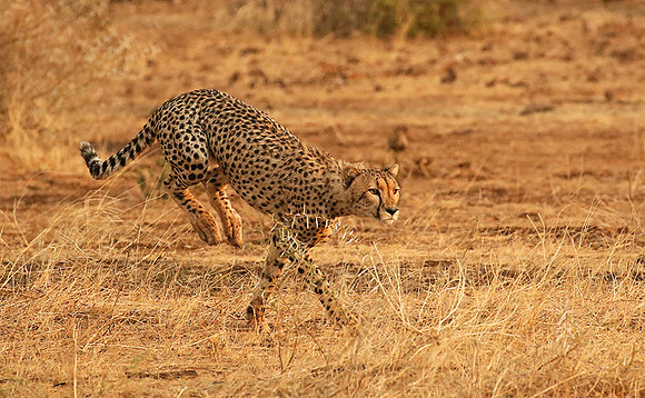Mashatu game reserve