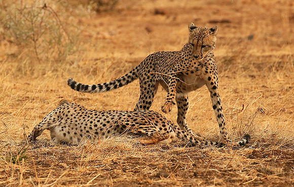 Playing time at Mashatu game reserve