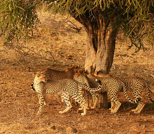 Marking the territory at Mashatu game reserve