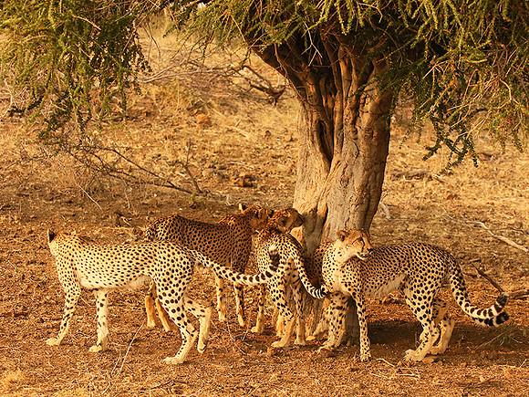 Marking the territory at Mashatu game reserve