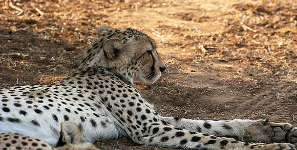 Mashatu game reserve