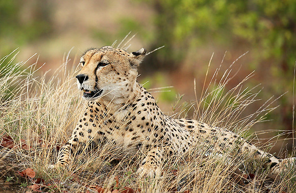 Cheetah taking a rest at Mashatu game reserve