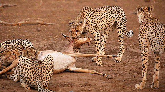 Mashatu game reserve : learning to kill