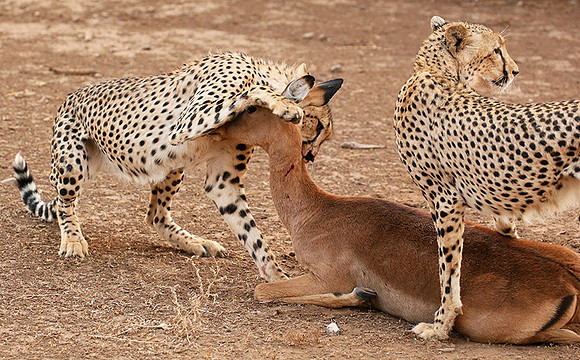 Mashatu game reserve : learning to kill