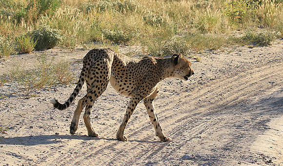 Central Kalahari