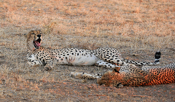 Mashatu game reserve