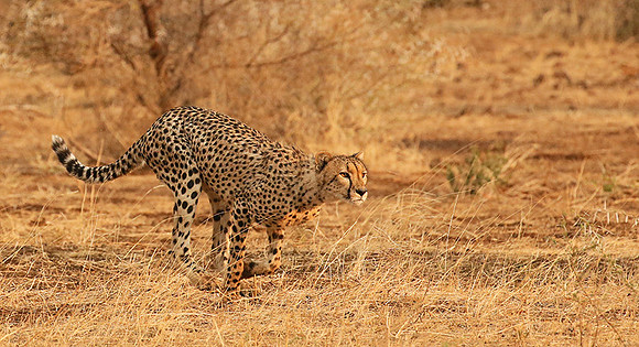 Mashatu game reserve