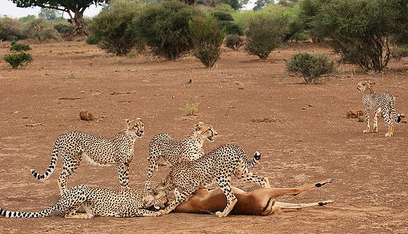 Mashatu game reserve : learning to kill