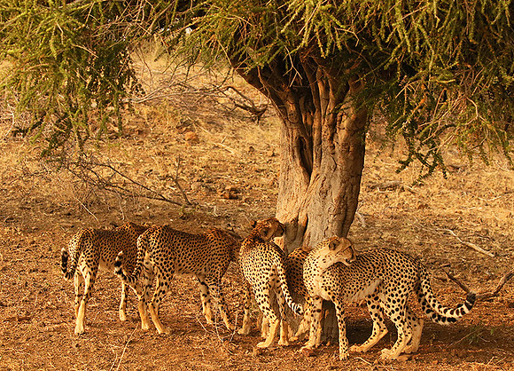 Marking the territory at Mashatu game reserve