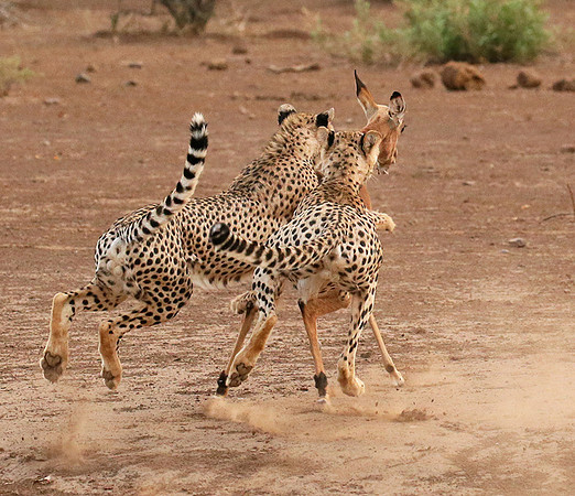 Mashatu game reserve : learning to kill