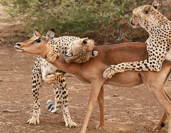 Mashatu game reserve : learning to kill