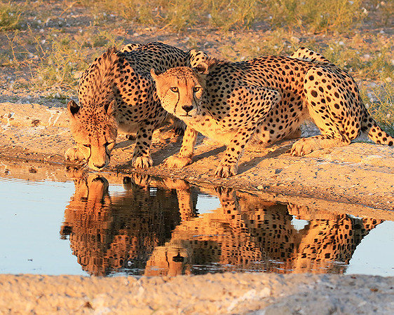 Central Kalahari