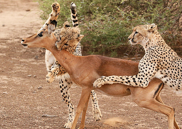 Mashatu game reserve : learning to kill