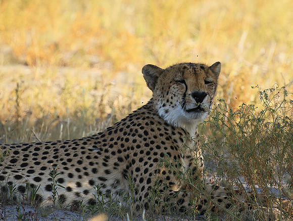Central Kalahari