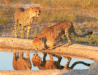 Central Kalahari