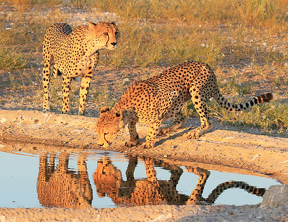 Central Kalahari
