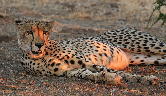Mashatu game reserve