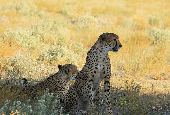 Central Kalahari