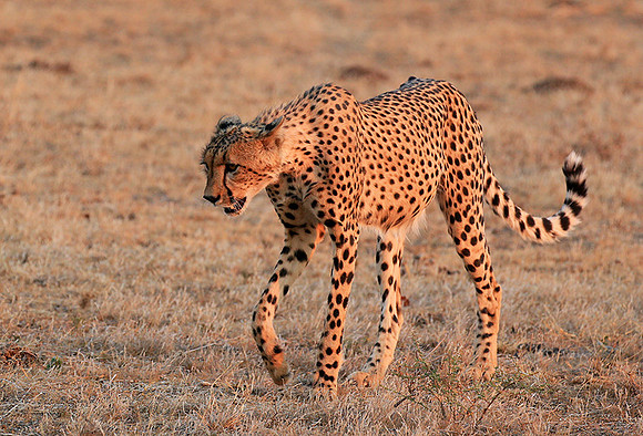 At Mashatu game reserve