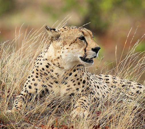 Cheetah taking a rest at Mashatu game reserve