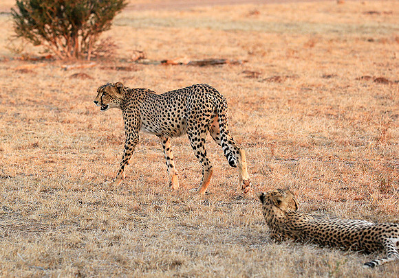 Mashatu game reserve