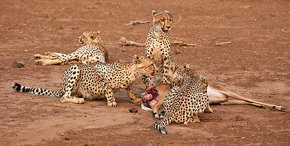 Mashatu game reserve : learning to kill