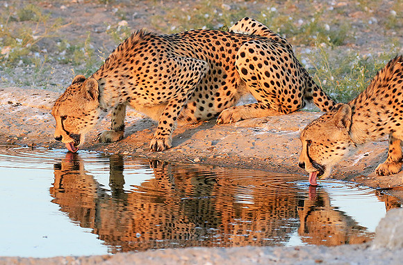 Central Kalahari