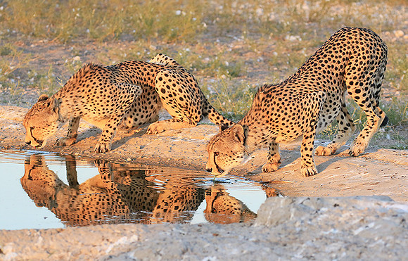 Central Kalahari