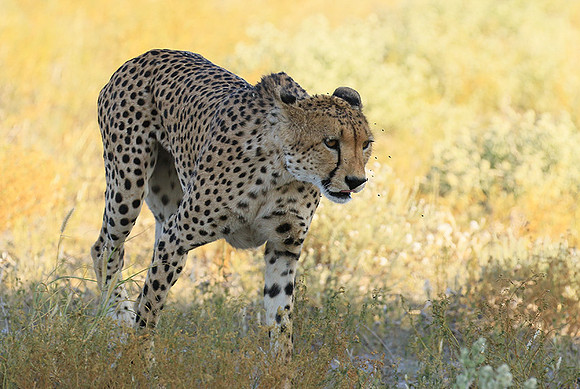 Central Kalahari
