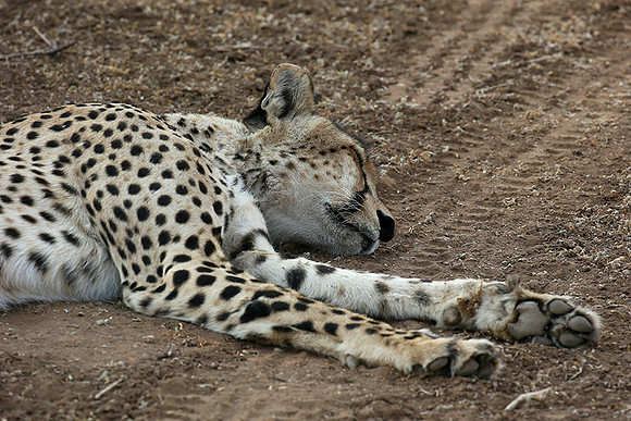 Mashatu game reserve