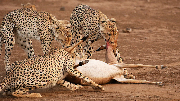 Mashatu game reserve : learning to kill