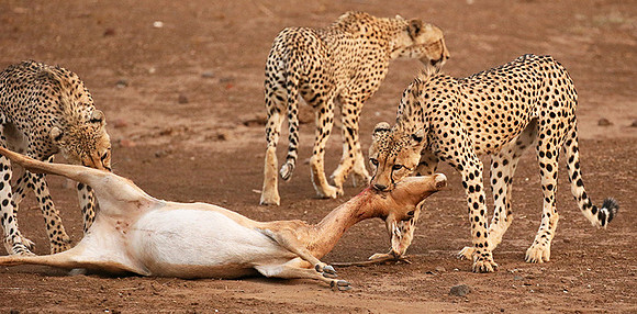 Mashatu game reserve : learning to kill