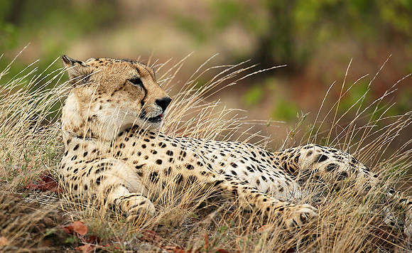 Cheetah taking a rest at Mashatu game reserve