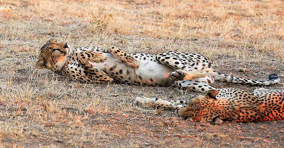 Mashatu game reserve