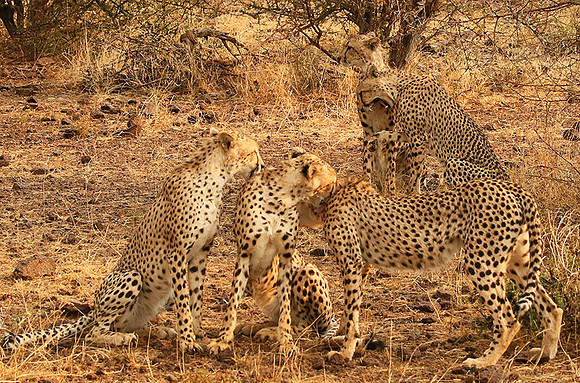 Cheetahs licking the raindrops from each other - Mashatu game reserve