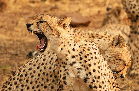 Cheetahs licking the raindrops from each other - Mashatu game reserve