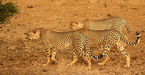 Mashatu game reserve