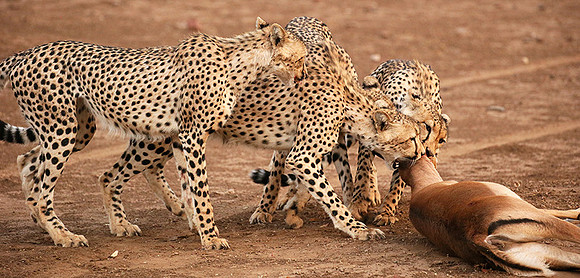 Mashatu game reserve : learning to kill